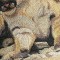 BFC0532 All Babies of the Wild