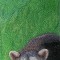 BFC0532 All Babies of the Wild