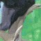 BFC0532 All Babies of the Wild