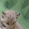 BFC0532 All Babies of the Wild