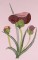 BFC0535 Floral Expressions I - Elements