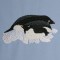 BFC0537 Penguins