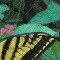 BFC0540 Butterflies