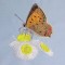 BFC0540 Butterflies