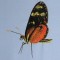 BFC0540 Butterflies