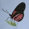 BFC0540 Butterflies