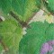BFC0544 Window - Grapes