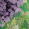 BFC0544 Window - Grapes