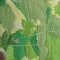 BFC0544 Window - Grapes