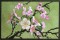 BFC0546 Postcards - Japanese