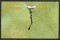 BFC0546 Postcards - Japanese