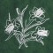 BFC0549 Floral Gardens Lace