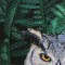 BFC0550 Window - Owl