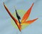 BFC0554 Bird of Paradise