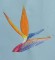 BFC0554 Bird of Paradise