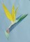 BFC0554 Bird of Paradise
