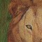 BFC0557 Window-Lion