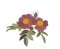 RMG557 Rose by​ Pierre-Joseph Redout