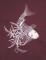 BFC0558 Oriental Lace - Fauna