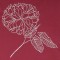 BFC0559 Oriental Lace - Flora