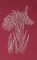 BFC0559 Oriental Lace - Flora