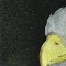 BFC0561 Window-Eagle