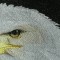 BFC0561 Window-Eagle