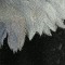 BFC0561 Window-Eagle