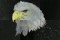 BFC0561 Window-Eagle