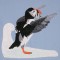 BFC0563 Puffins