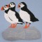 BFC0563 Puffins