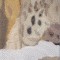BFC0564 Window-Snow Leopard