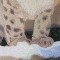 BFC0564 Window-Snow Leopard