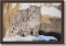 BFC0564 Window-Snow Leopard