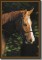 BFC0568 Window-Horse