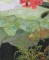 BFC0569 Window - Orchids & The Hummingbird