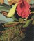 BFC0569 Window - Orchids & The Hummingbird