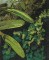 BFC0569 Window - Orchids & The Hummingbird