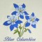 BFC0571 Wildflowers