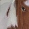 BFC0572 Window-Horse II