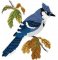 RMG575 Blue Jay