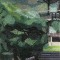 BFC0578 Window - Oriental Tranquility