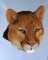 BFC0584 The Big Cats