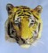 BFC0584 The Big Cats