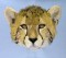 BFC0584 The Big Cats