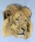BFC0584 The Big Cats