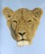 BFC0584 The Big Cats