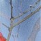 BFC0590 Window-A Cardinal