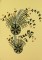 BFC0591 Crystal Flowers - Blackwork