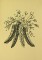 BFC0591 Crystal Flowers - Blackwork